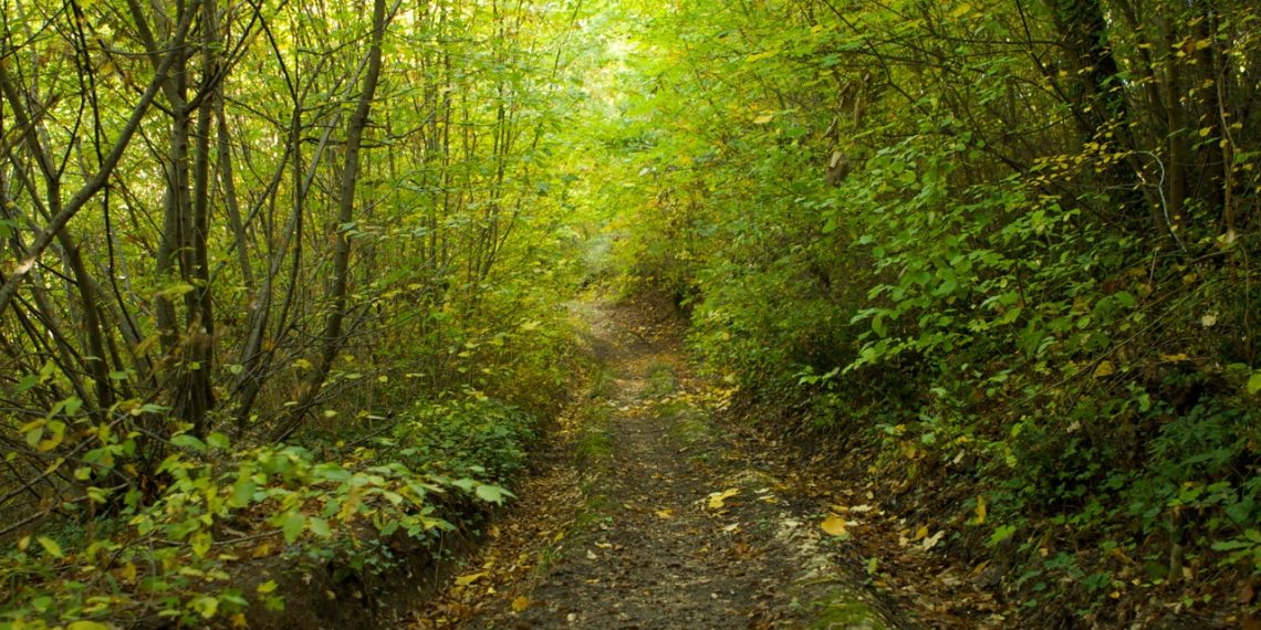 Privatizzare la Natura: : il piano delirante del capitale per salvare il pianeta