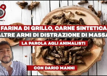 Farina di grillo, carne sintetica e altre armi di distrazione di massa – La parola agli animalisti