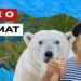 Vladimir Putin vestito da marinaio brinda con un orso bianco alle spalle